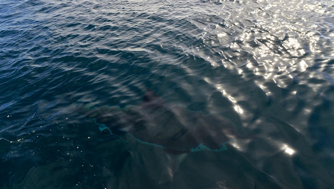 view of a great white shark from above in stewart island, new zealand