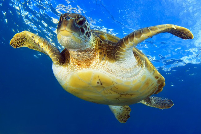 A sea turtle floating just below the surface, and a favorite visitor to Turtle Canyon, one of the best Oahu diving spots