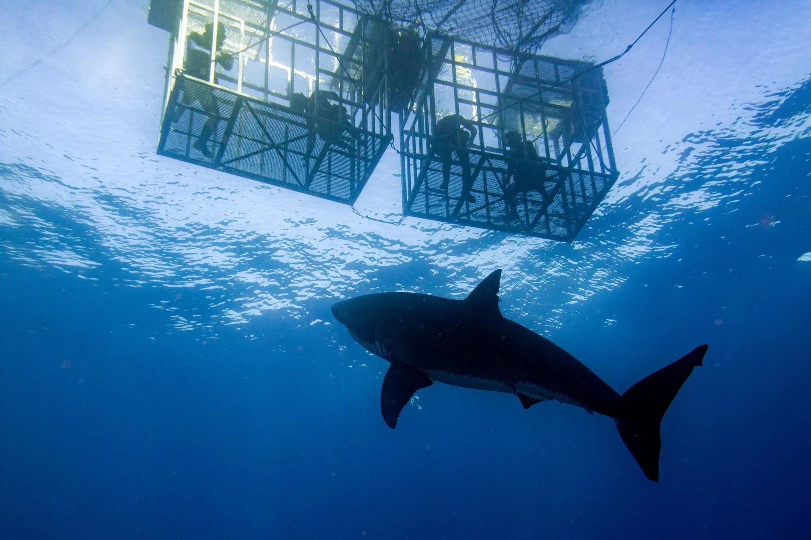 great white sharks guadalupe island cages