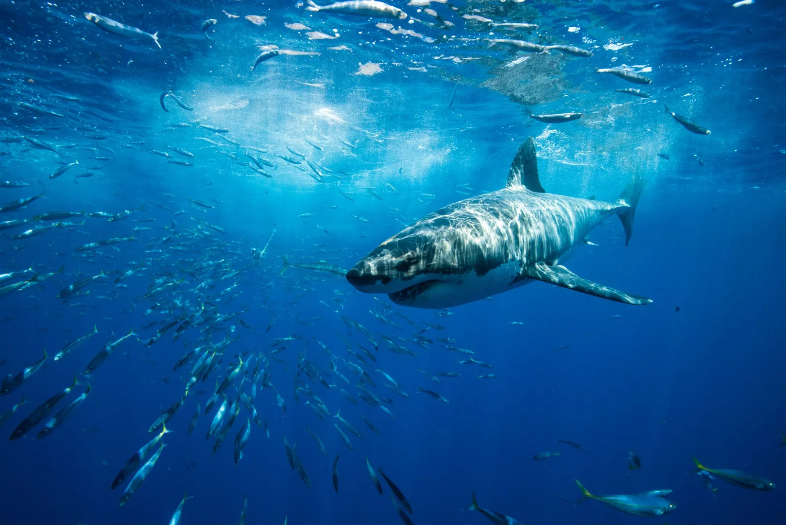 great white sharks guadalupe island swimming