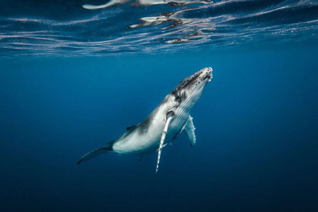 humpback-whale-underwater-ocean