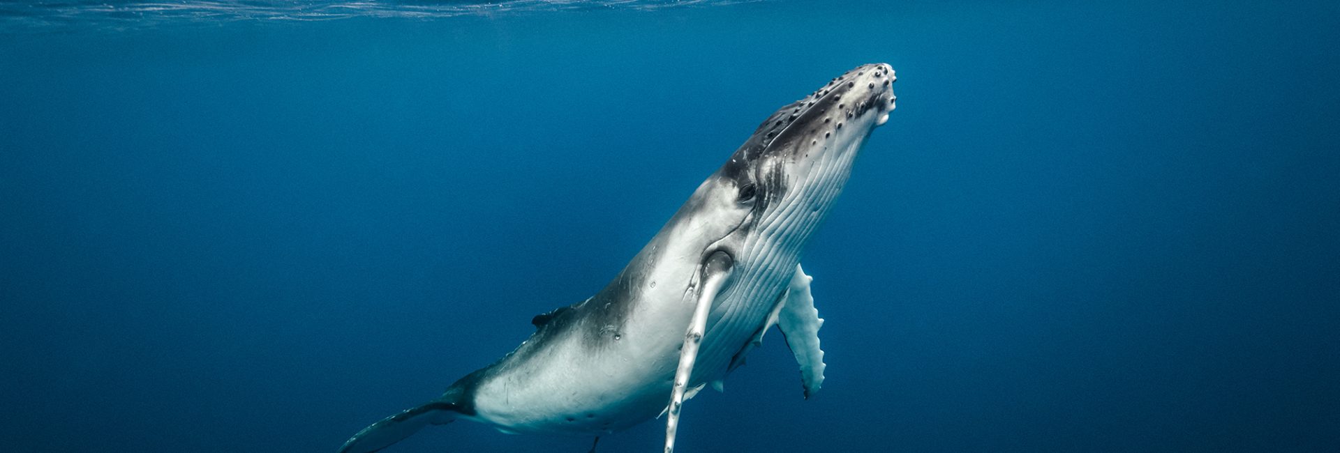Whale Diving – a Brush With Giants