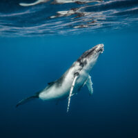 humpback-whale-underwater-ocean