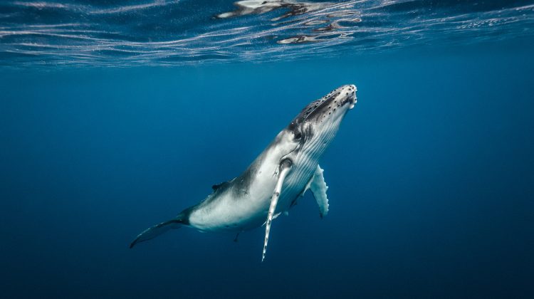humpback-whale-underwater-ocean