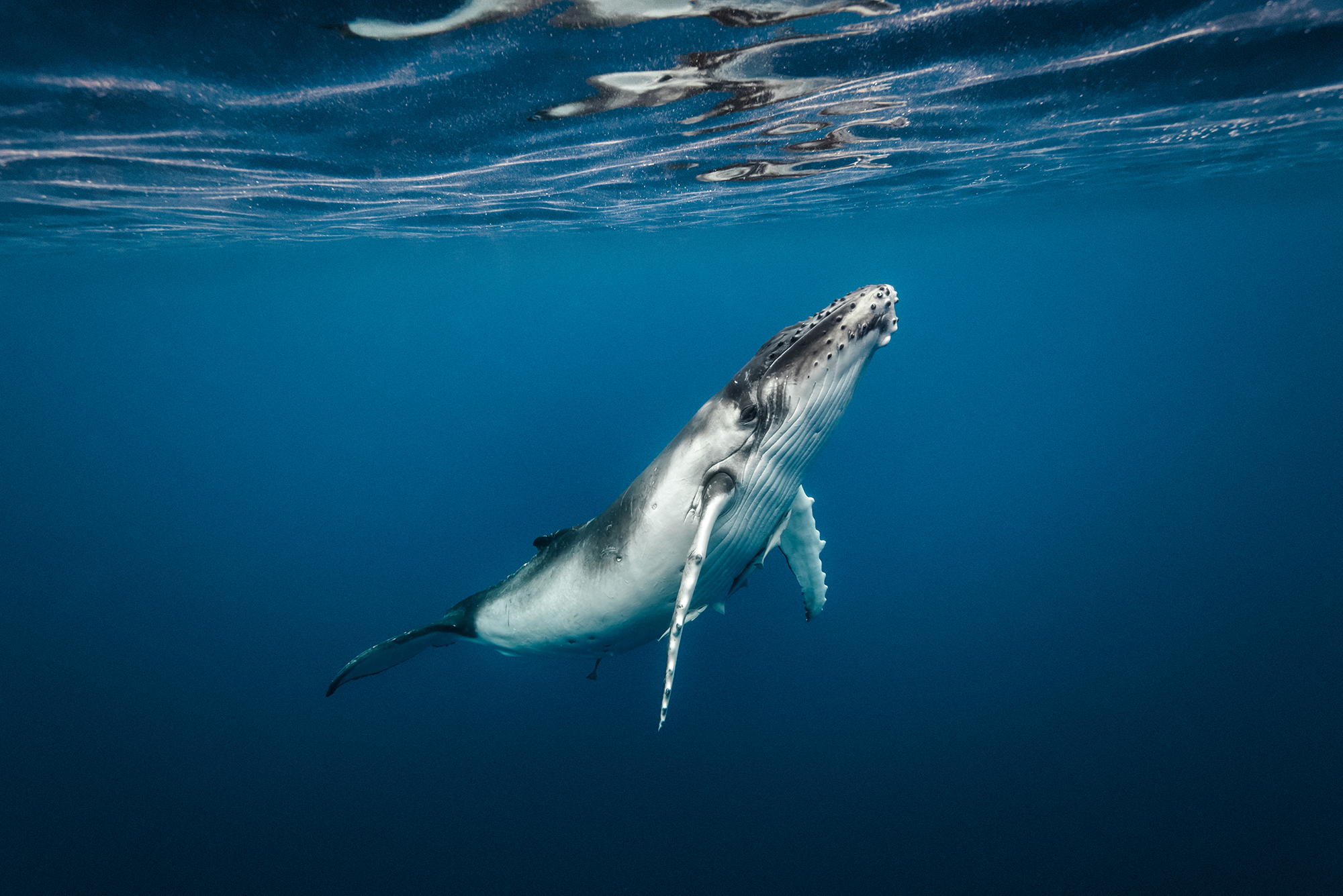 underwater whale