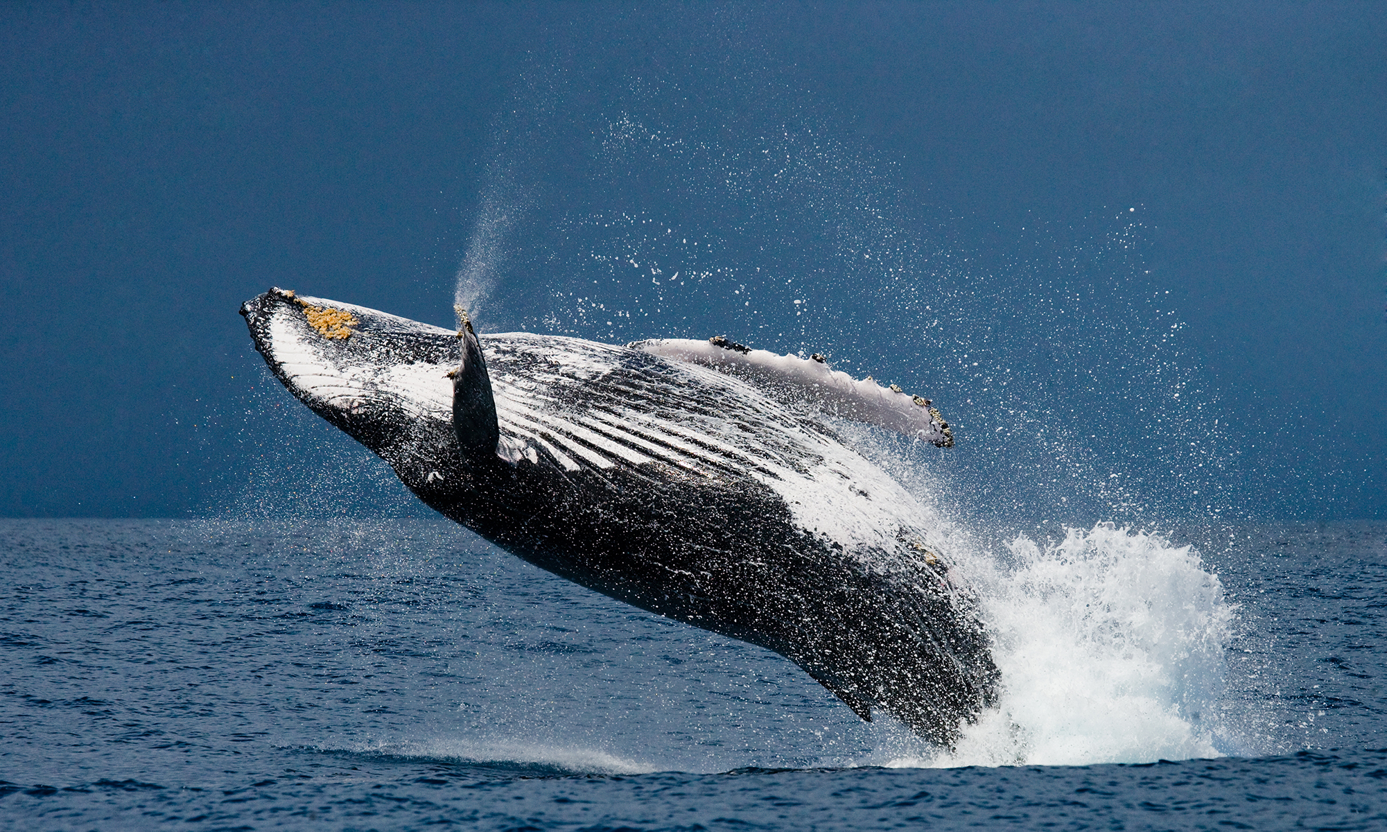 humpback-whale-underwater-ocean