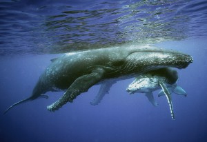 shutterstock_110290004 whales