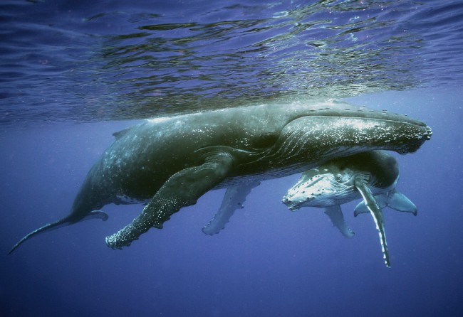 What about Whales?