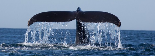 shutterstock_165004667 whales