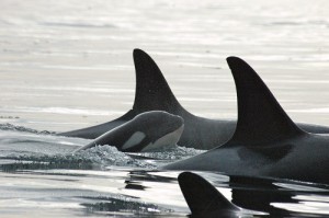 shutterstock_97761248 whales