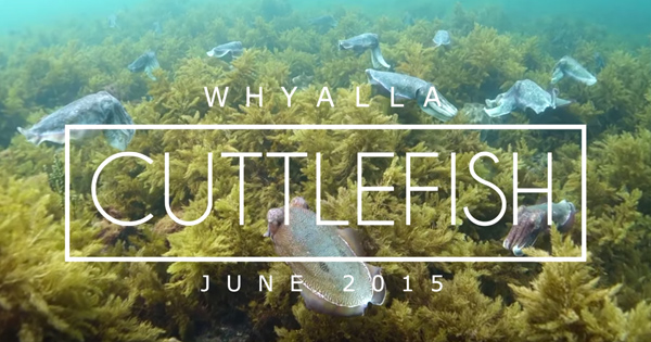 Cuttlefish Breeding in South Australia