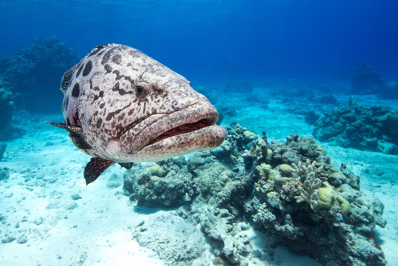 Large grouper on the reef shows why Australia is a top freedive destination.