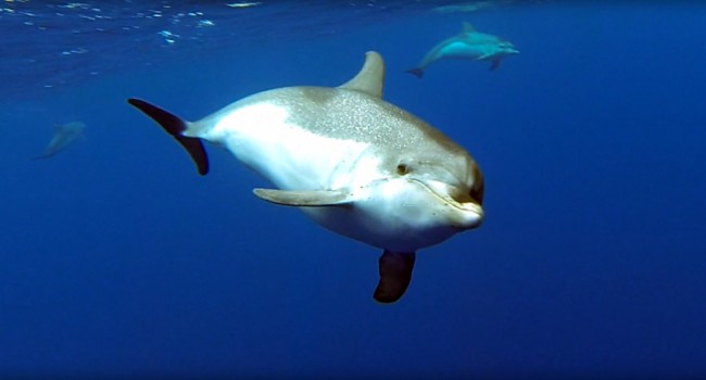 Devil Rays and Dolphins in Azores, Portugal
