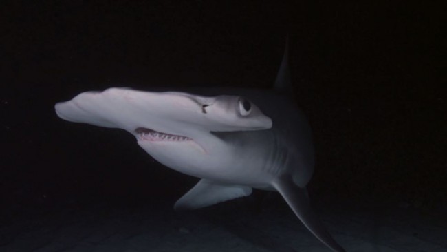 Night Diving with Sharks to Raise Awareness