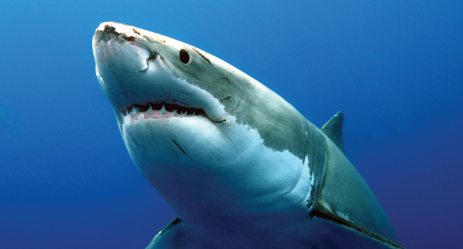 Great White Shark