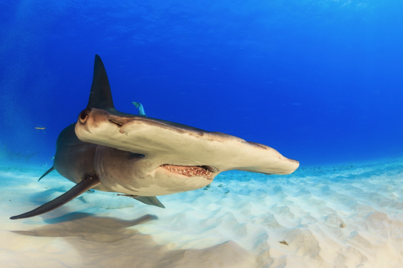 diving with hammerhead sharks in bimini, bahamas