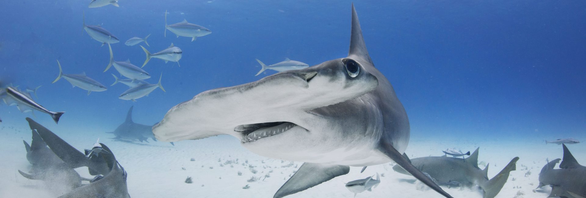 Squali Martello – I Posti Migliori Dove Immergersi con i Dinosauri