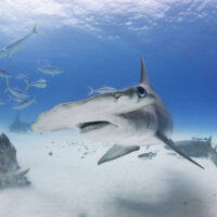 Diving with hammerhead sharks - the best destinations
