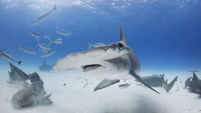 Diving with hammerhead sharks - the best destinations