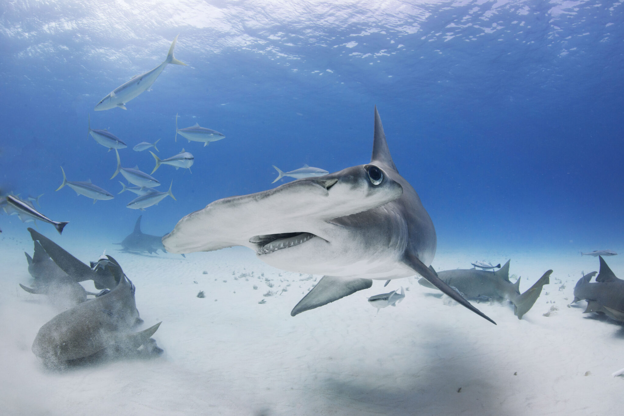 Diving with Hammerhead Sharks - The 5 Best Destinations