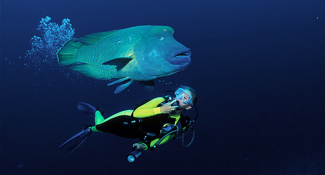 Napoleon Wrasse and Diver