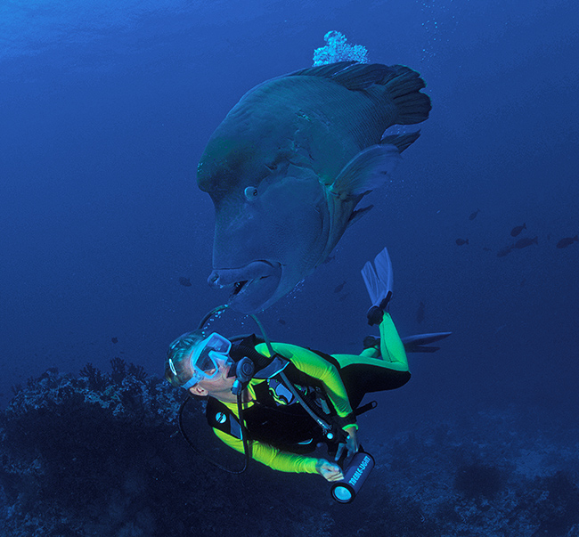 Napoleon Wrasse and Diver