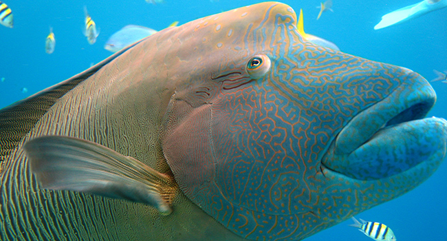 Napoleon Wrasse