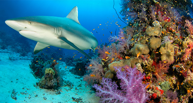 Shark and coral