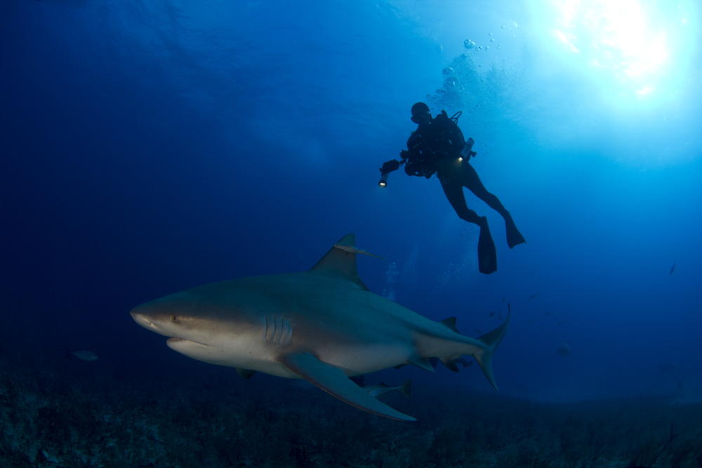 Facts About Sharks - Bull Shark