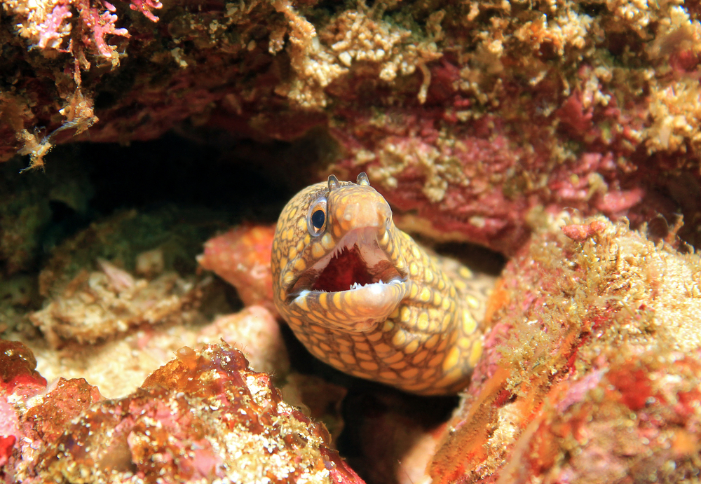 Costa Rica Eel