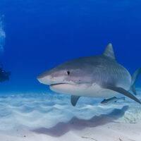 diver in the bahamas with a tiger shark