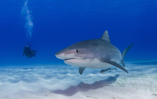 diver in the bahamas with a tiger shark
