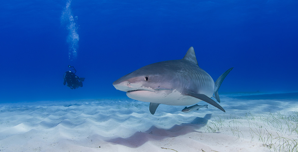 A scuba diver at Tiger Beach in the Bahamas, which is one of the best trips in the world for swimming with giant tiger sharks