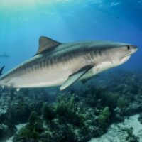 best places to dive with tiger sharks