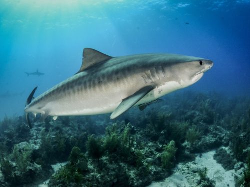 best places to dive with tiger sharks
