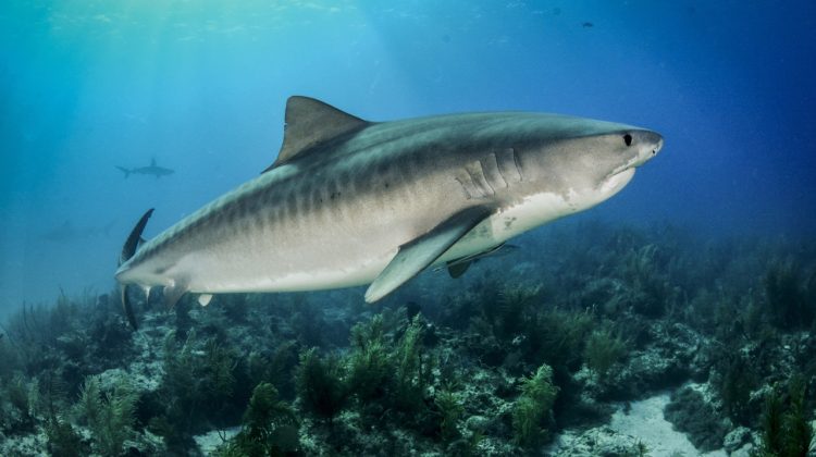 best places to dive with tiger sharks