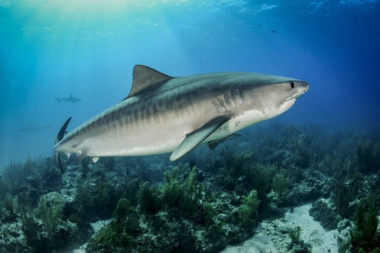 The 4 Best Places to Dive with Tiger Sharks