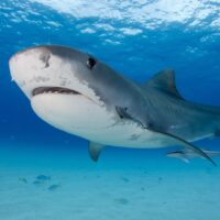 best places to dive with tiger sharks