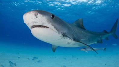 best places to dive with tiger sharks