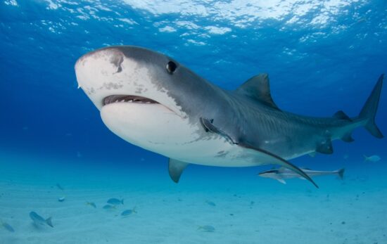 best places to dive with tiger sharks