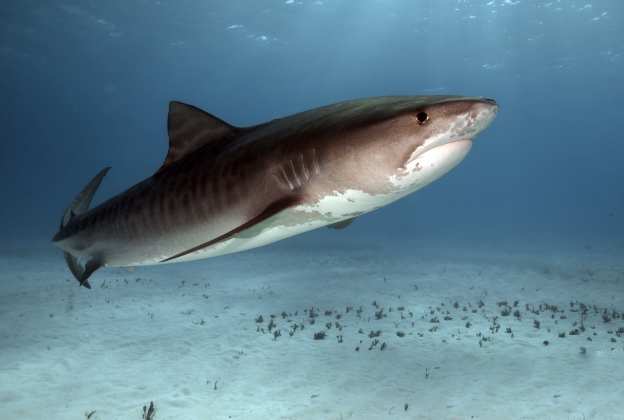 best places to dive with tiger sharks