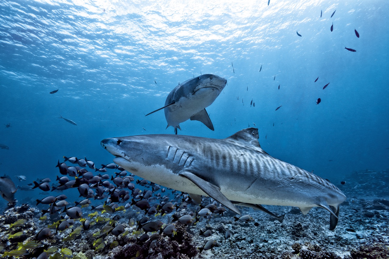 Freedive with tiger sharks
