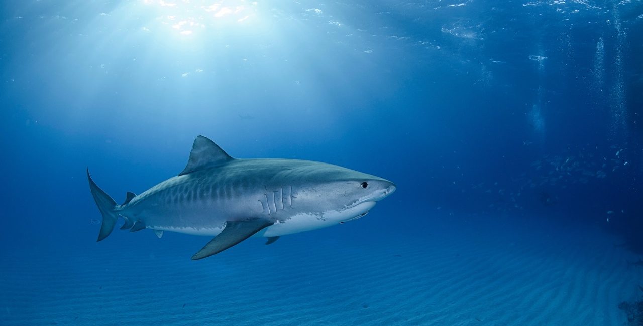 5 Diving Destinations Where Tourism Spending Benefits Local Conservation