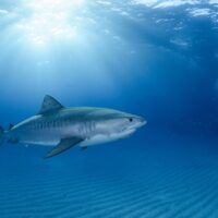 best places to dive with tiger sharks
