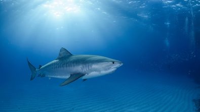 best places to dive with tiger sharks