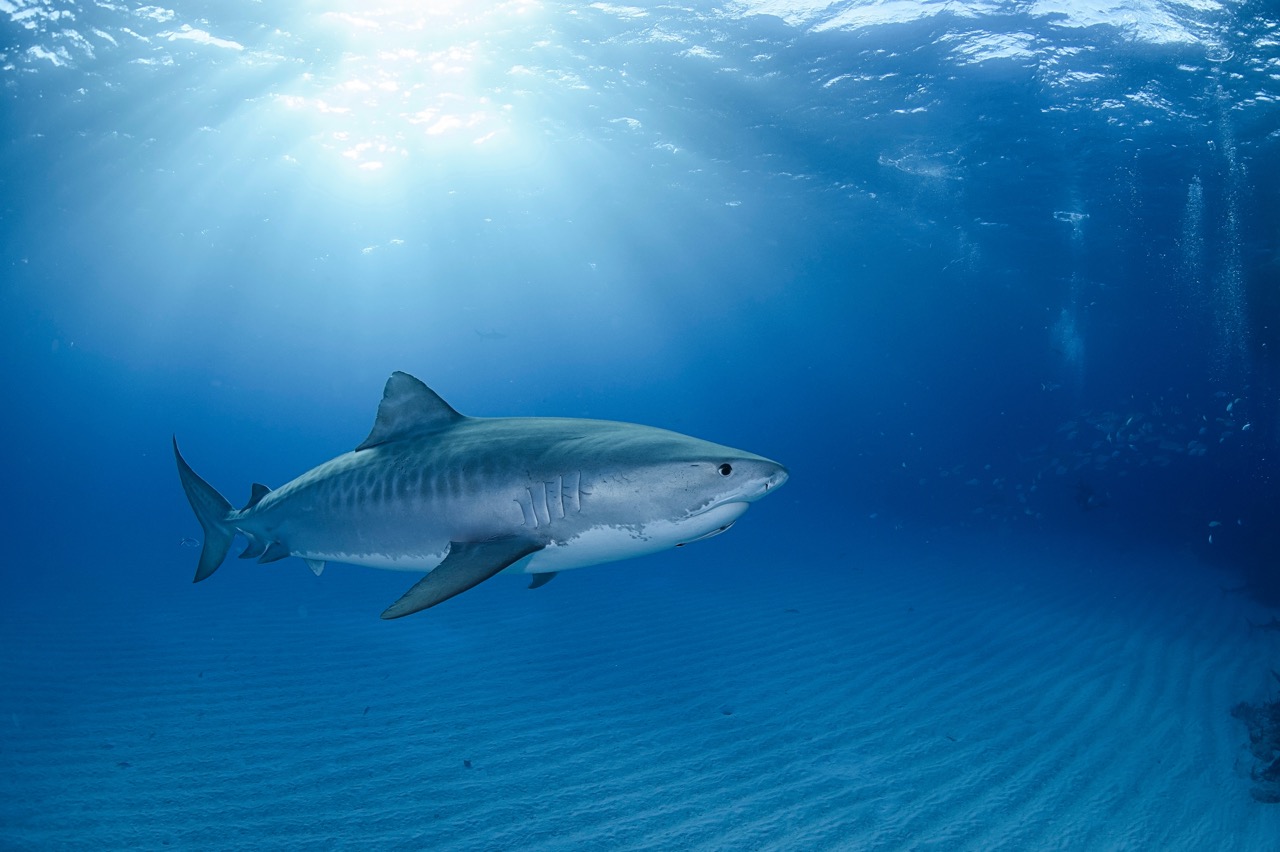 A tiger shark swimming over the sandy seabed at Tiger Beach, Bahamas, one of the best places to dive with tiger sharks