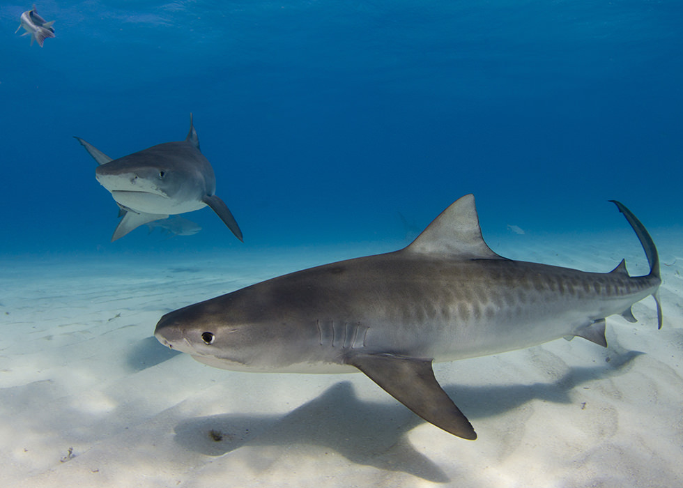 Two large tiger sharks cruise above the sandy seabed in Tiger Beach which has some of the best shark diving in the Bahamas