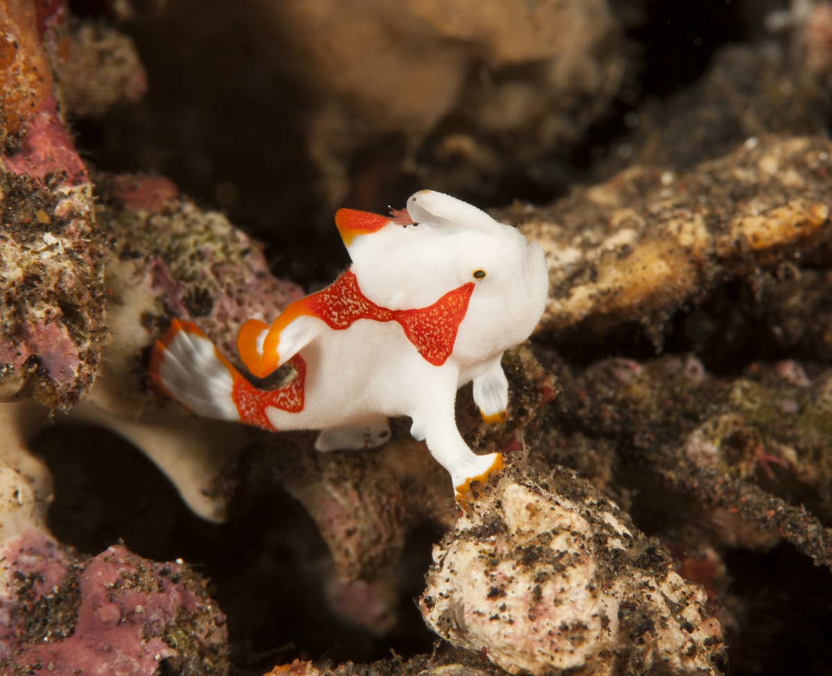 Juvenile Warty Frogfish