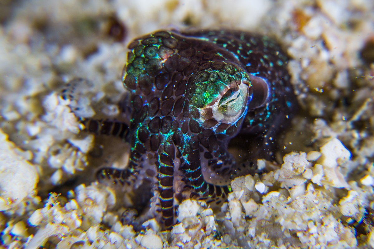 Bobtail Squid