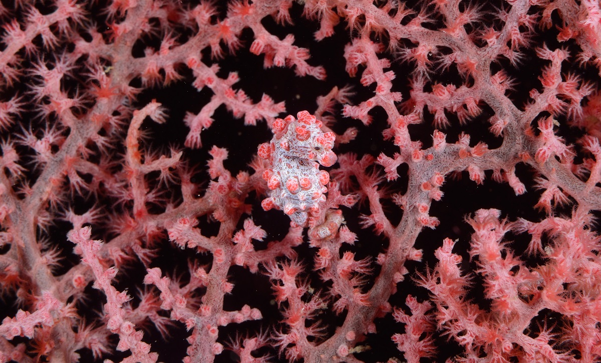 Pygmy Seahorse